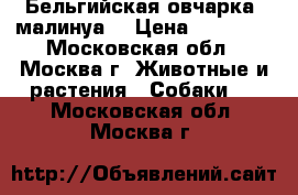 Бельгийская овчарка (малинуа) › Цена ­ 35 000 - Московская обл., Москва г. Животные и растения » Собаки   . Московская обл.,Москва г.